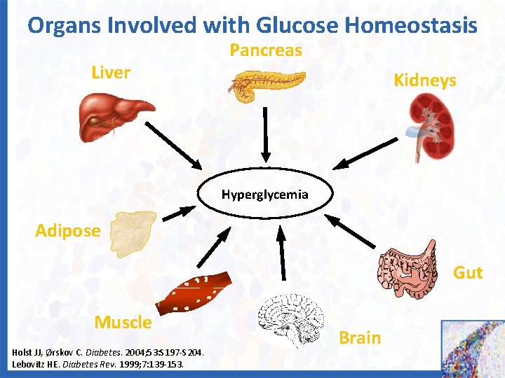 Organs Involved with Glucose Homeostasis Liver Pancreas Kidneys Hyperglycemia Adipose Gut Muscle Holst JJ,