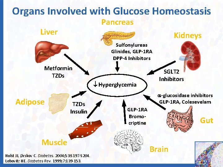 Organs Involved with Glucose Homeostasis Pancreas Liver Kidneys Sulfonylureas Glinides, GLP-1 RA DPP-4 Inhibitors