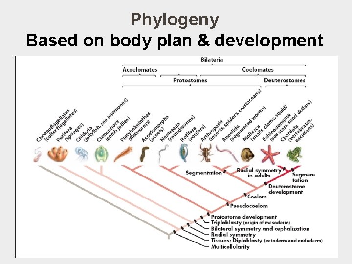 Phylogeny Based on body plan & development § Hypothesis 1: 