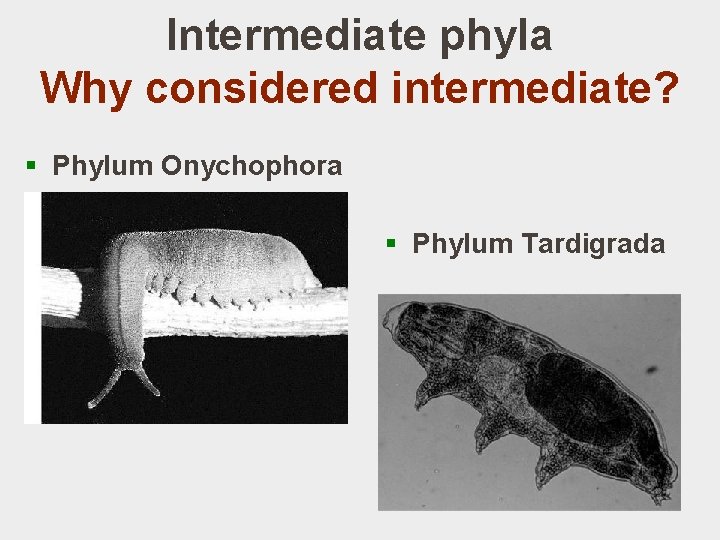 Intermediate phyla Why considered intermediate? § Phylum Onychophora § Phylum Tardigrada 