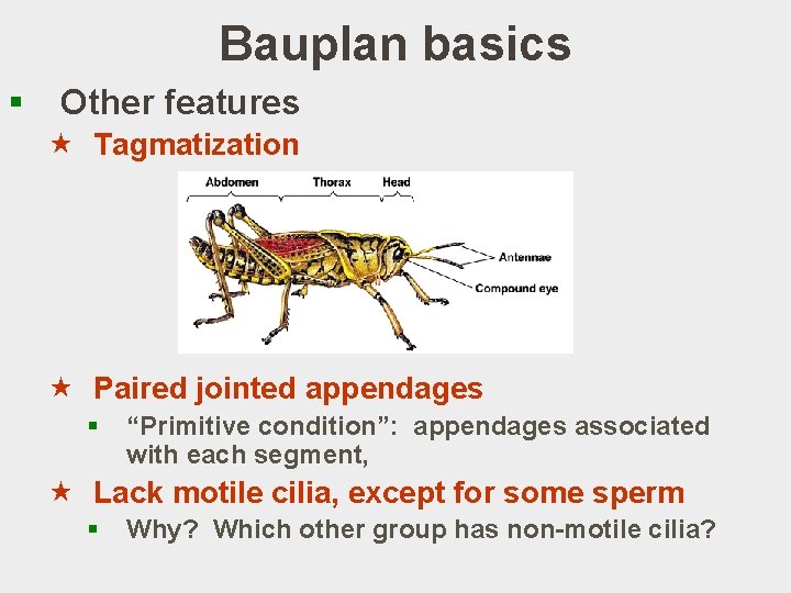 Bauplan basics § Other features « Tagmatization « Paired jointed appendages § “Primitive condition”: Bauplan basics § Other features « Tagmatization « Paired jointed appendages § “Primitive condition”: