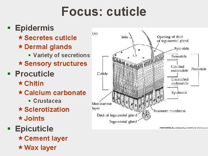 Focus: cuticle § Epidermis «Secretes cuticle «Dermal glands § Variety of secretions «Sensory structures Focus: cuticle § Epidermis «Secretes cuticle «Dermal glands § Variety of secretions «Sensory structures