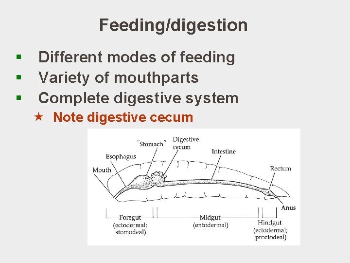 Feeding/digestion § § § Different modes of feeding Variety of mouthparts Complete digestive system