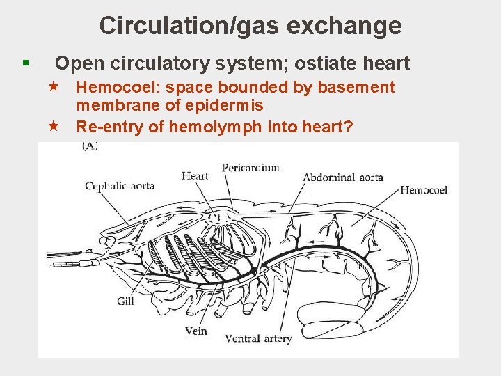 Circulation/gas exchange § Open circulatory system; ostiate heart « Hemocoel: space bounded by basement