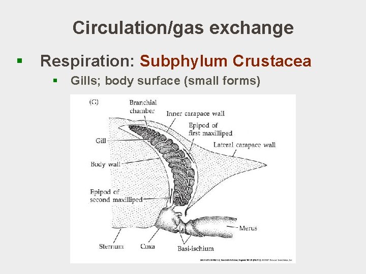 Circulation/gas exchange § Respiration: Subphylum Crustacea § Gills; body surface (small forms) 