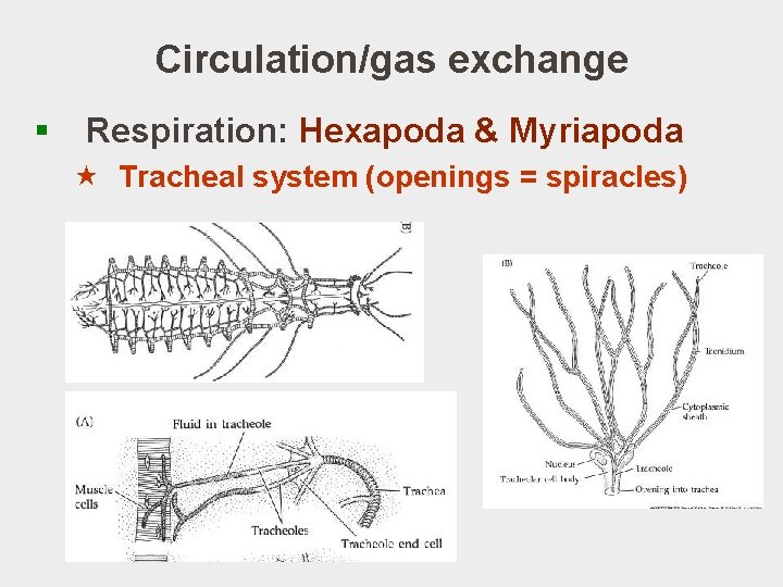 Circulation/gas exchange § Respiration: Hexapoda & Myriapoda « Tracheal system (openings = spiracles) 