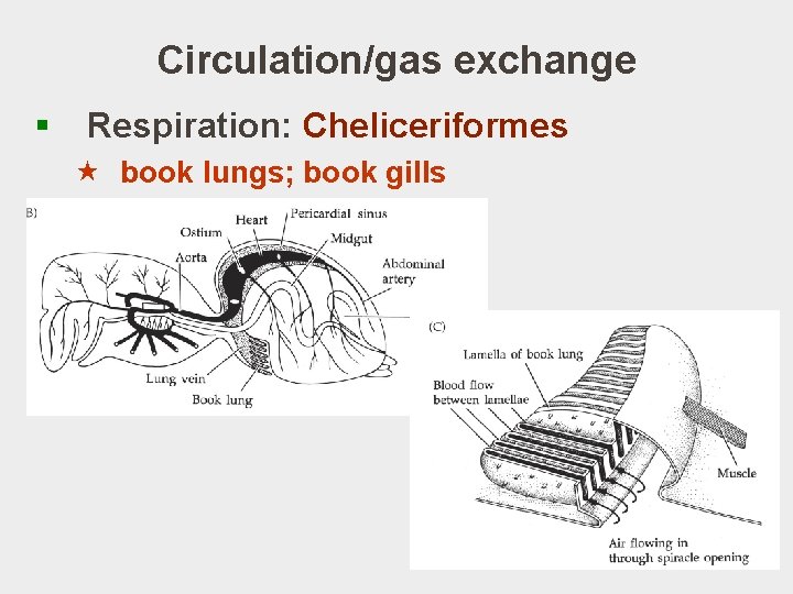 Circulation/gas exchange § Respiration: Cheliceriformes « book lungs; book gills 