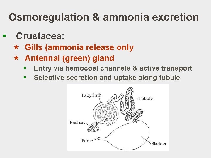 Osmoregulation & ammonia excretion § Crustacea: « Gills (ammonia release only « Antennal (green)