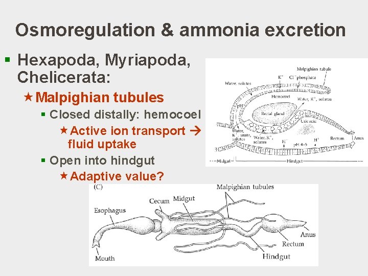 Osmoregulation & ammonia excretion § Hexapoda, Myriapoda, Chelicerata: «Malpighian tubules § Closed distally: hemocoel Osmoregulation & ammonia excretion § Hexapoda, Myriapoda, Chelicerata: «Malpighian tubules § Closed distally: hemocoel