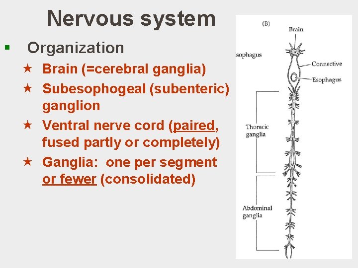 Nervous system § Organization « Brain (=cerebral ganglia) « Subesophogeal (subenteric) ganglion « Ventral