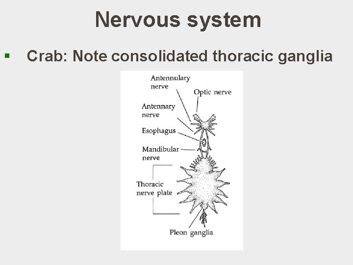 Nervous system § Crab: Note consolidated thoracic ganglia 
