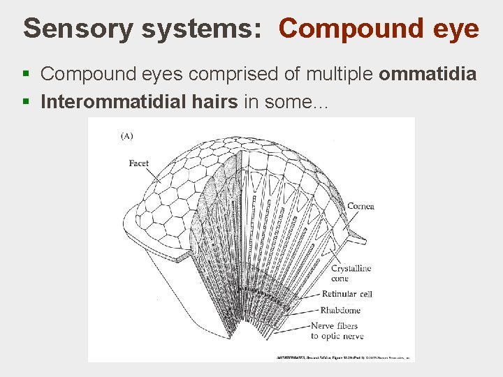 Sensory systems: Compound eye § Compound eyes comprised of multiple ommatidia § Interommatidial hairs