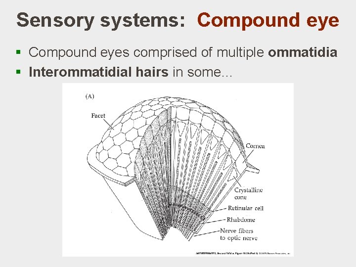 Sensory systems: Compound eye § Compound eyes comprised of multiple ommatidia § Interommatidial hairs Sensory systems: Compound eye § Compound eyes comprised of multiple ommatidia § Interommatidial hairs