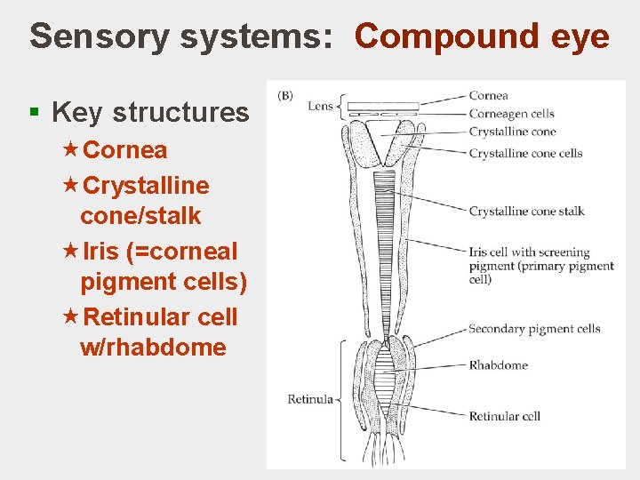 Sensory systems: Compound eye § Key structures «Cornea «Crystalline cone/stalk «Iris (=corneal pigment cells)