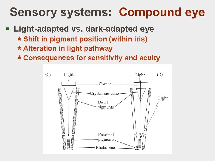 Sensory systems: Compound eye § Light-adapted vs. dark-adapted eye «Shift in pigment position (within