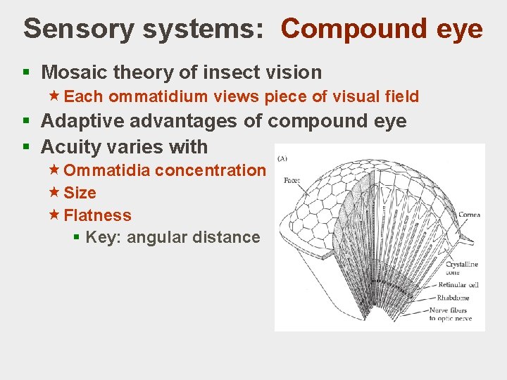 Sensory systems: Compound eye § Mosaic theory of insect vision «Each ommatidium views piece