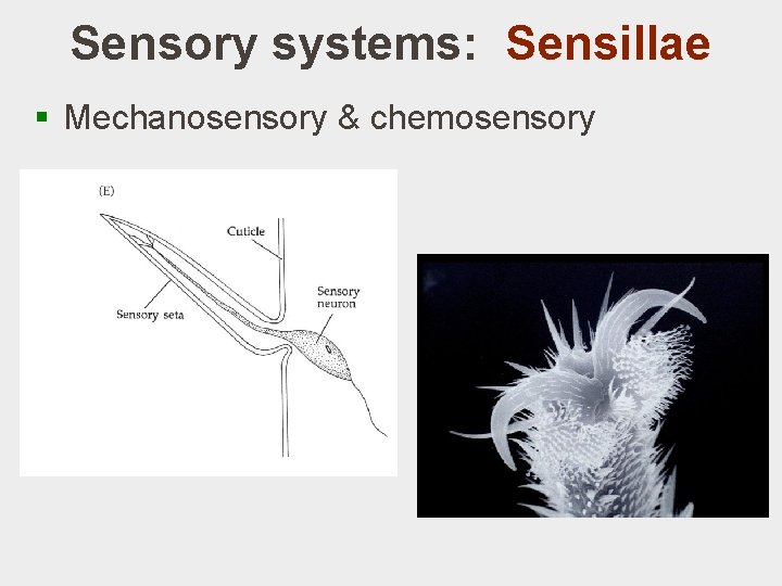 Sensory systems: Sensillae § Mechanosensory & chemosensory 