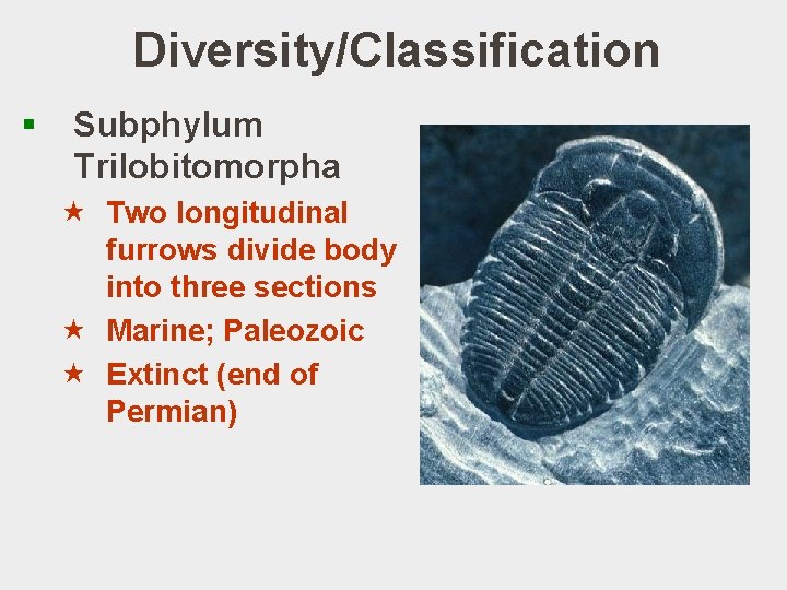 Diversity/Classification § Subphylum Trilobitomorpha « Two longitudinal furrows divide body into three sections «