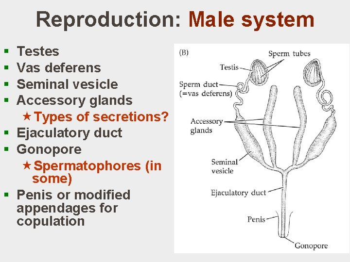 Reproduction: Male system § § Testes Vas deferens Seminal vesicle Accessory glands «Types of