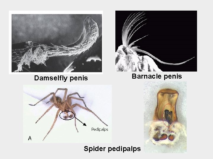Damselfly penis Barnacle penis Spider pedipalps 
