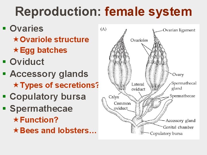 Reproduction: female system § Ovaries «Ovariole structure «Egg batches § Oviduct § Accessory glands Reproduction: female system § Ovaries «Ovariole structure «Egg batches § Oviduct § Accessory glands