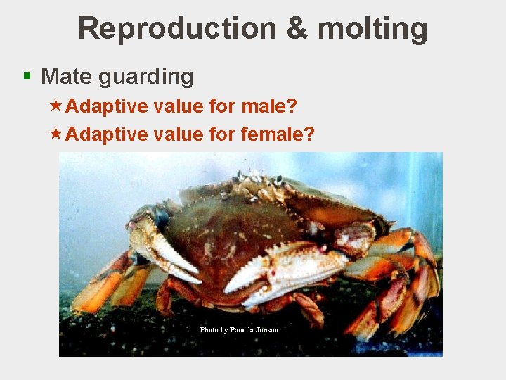 Reproduction & molting § Mate guarding «Adaptive value for male? «Adaptive value for female?