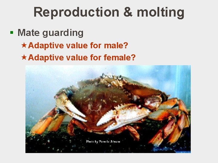 Reproduction & molting § Mate guarding «Adaptive value for male? «Adaptive value for female? Reproduction & molting § Mate guarding «Adaptive value for male? «Adaptive value for female?