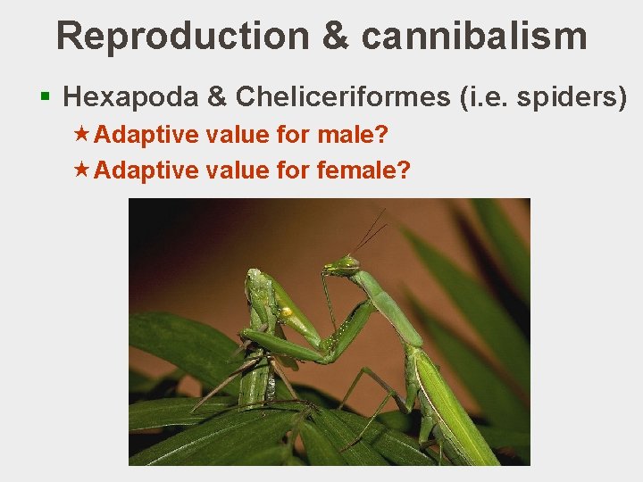 Reproduction & cannibalism § Hexapoda & Cheliceriformes (i. e. spiders) «Adaptive value for male?