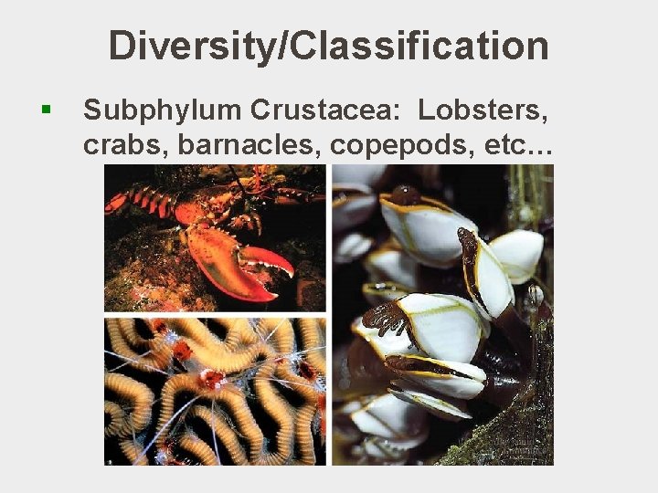 Diversity/Classification § Subphylum Crustacea: Lobsters, crabs, barnacles, copepods, etc… 