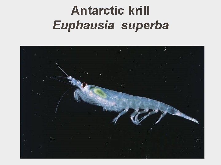 Antarctic krill Euphausia superba 