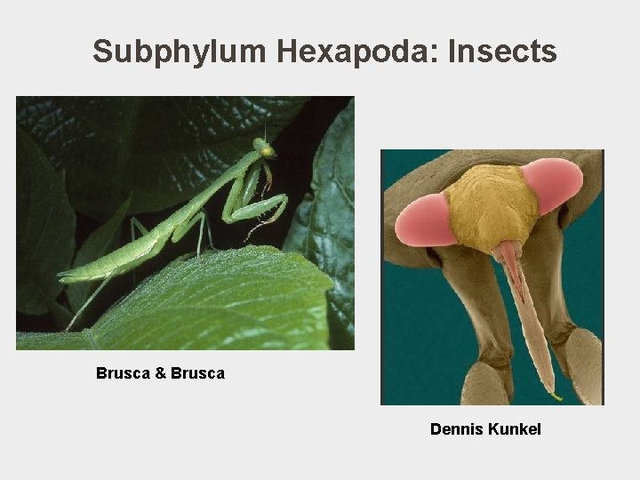 Subphylum Hexapoda: Insects Brusca & Brusca Dennis Kunkel 