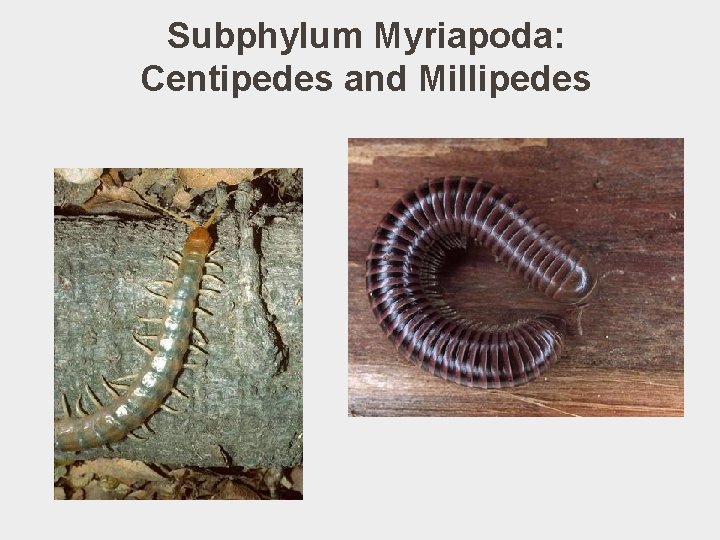 Subphylum Myriapoda: Centipedes and Millipedes 