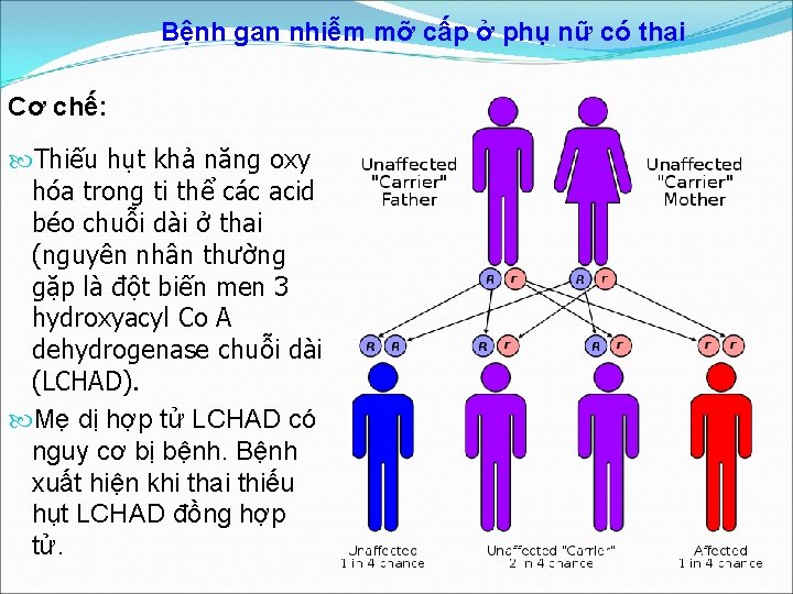 Bệnh gan nhiễm mỡ cấp ở phụ nữ có thai Cơ chế: Thiếu hụt