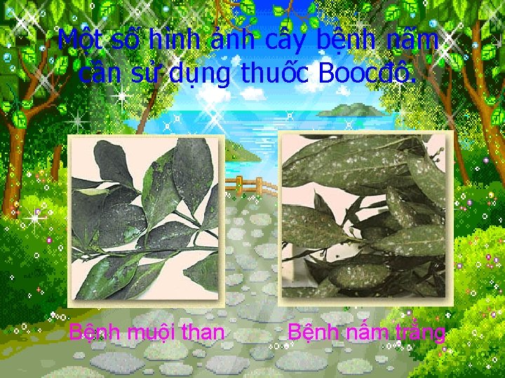 Một số hình ảnh cây bệnh nấm cần sử dụng thuốc Boocđô. Bệnh muội