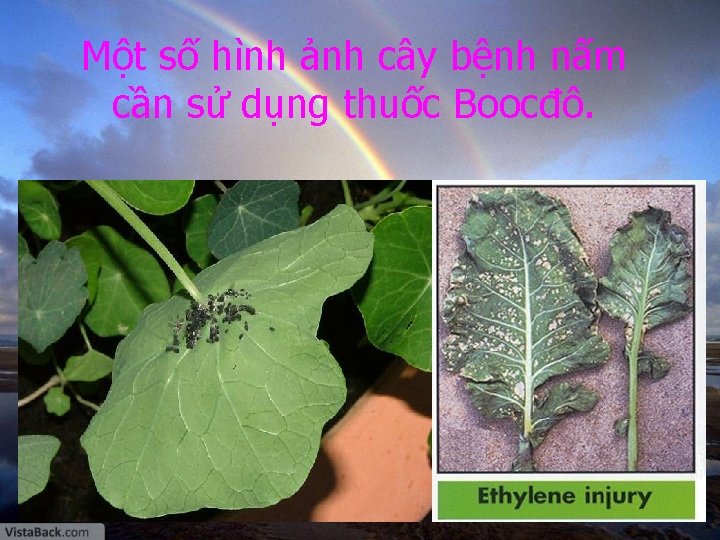 Một số hình ảnh cây bệnh nấm cần sử dụng thuốc Boocđô. 