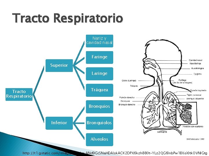 Tracto Respiratorio Nariz y cavidad nasal Faringe Superior Laringe Tráquea Tracto Respiratorio Bronquios Inferior