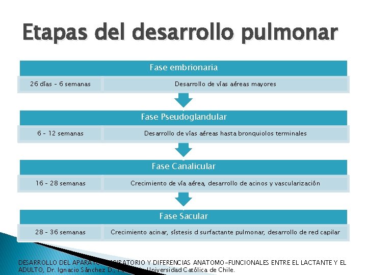 Etapas del desarrollo pulmonar Fase embrionaria 26 días – 6 semanas Desarrollo de vías