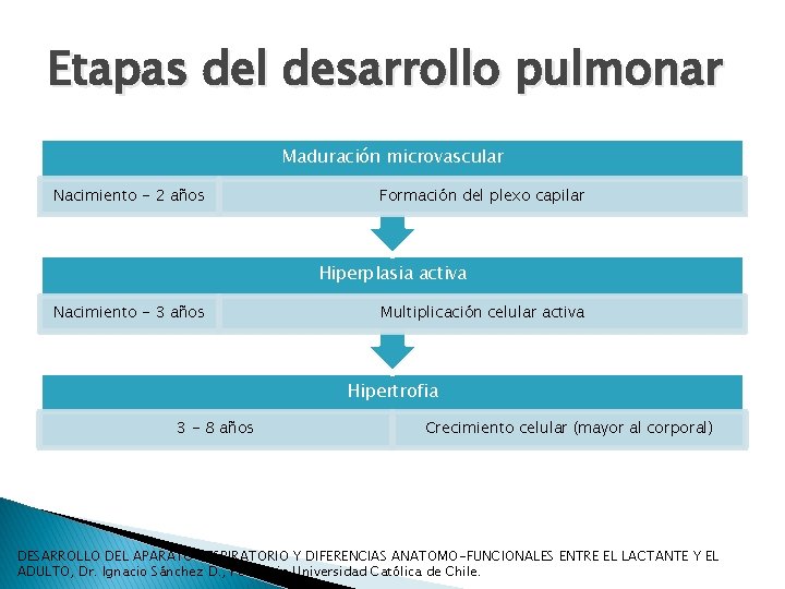 Etapas del desarrollo pulmonar Maduración microvascular Nacimiento - 2 años Formación del plexo capilar