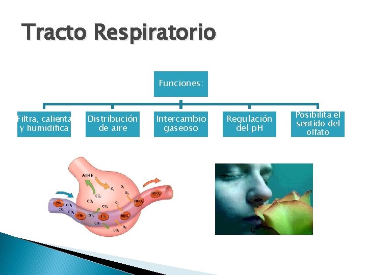 Tracto Respiratorio Funciones: Filtra, calienta y humidifica Distribución de aire Intercambio gaseoso Regulación del