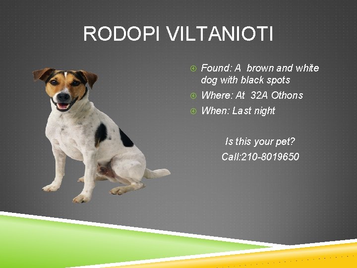RODOPI VILTANIOTI Found: A brown and white dog with black spots Where: At 32
