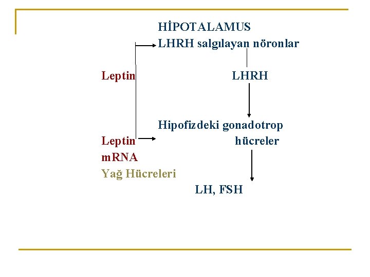HİPOTALAMUS LHRH salgılayan nöronlar Leptin LHRH Hipofizdeki gonadotrop hücreler Leptin m. RNA Yağ Hücreleri