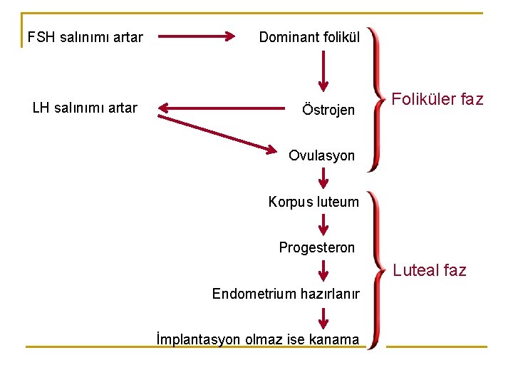 FSH salınımı artar LH salınımı artar Dominant folikül Östrojen Foliküler faz Ovulasyon Korpus luteum