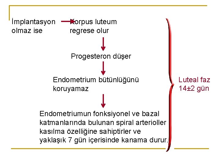 İmplantasyon olmaz ise Korpus luteum regrese olur Progesteron düşer Endometrium bütünlüğünü koruyamaz Endometriumun fonksiyonel