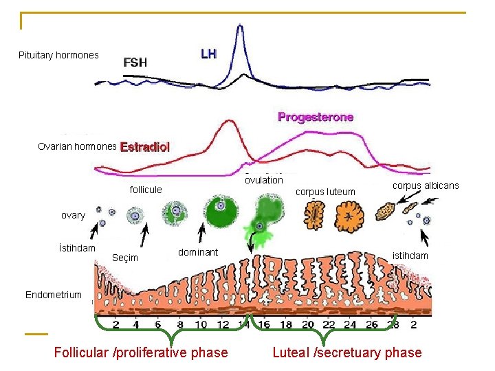 Pituitary hormones Ovarian hormones ovulation follicule corpus luteum corpus albicans ovary İstihdam Seçim dominant