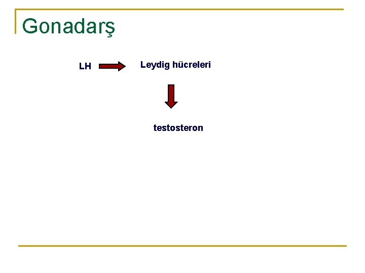Gonadarş LH Leydig hücreleri testosteron 