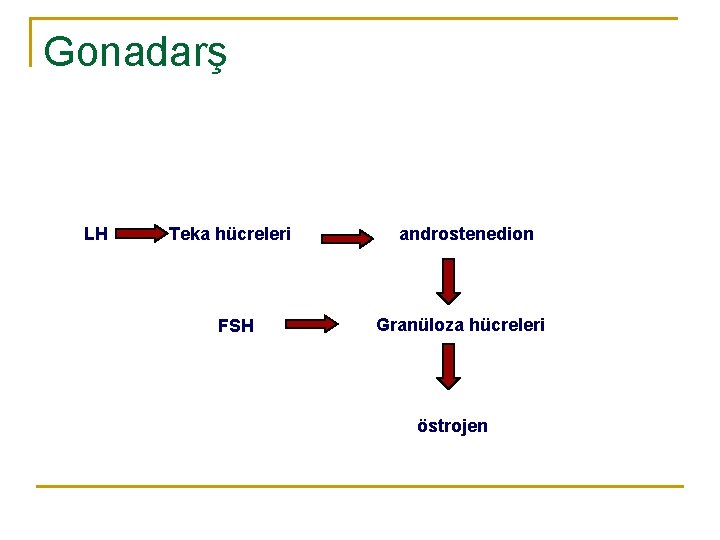 Gonadarş LH Teka hücreleri FSH androstenedion Granüloza hücreleri östrojen 