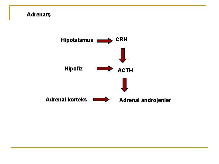 Adrenarş Hipotalamus Hipofiz Adrenal korteks CRH ACTH Adrenal androjenler 