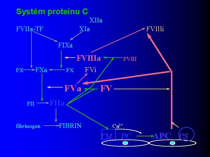 Systém proteinu C XIIa XIa FVIIa-TF FVIIIi FIXa FVIIIa FX FX FVa FII fibrinogen