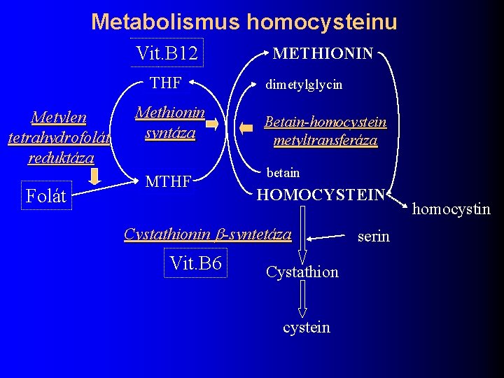Metabolismus homocysteinu Vit. B 12 THF Metylen tetrahydrofolát reduktáza Folát Methionin syntáza MTHF METHIONIN