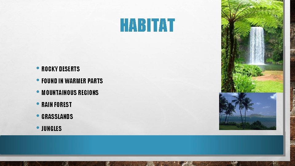 HABITAT • ROCKY DESERTS • FOUND IN WARMER PARTS • MOUNTAINOUS REGIONS • RAIN